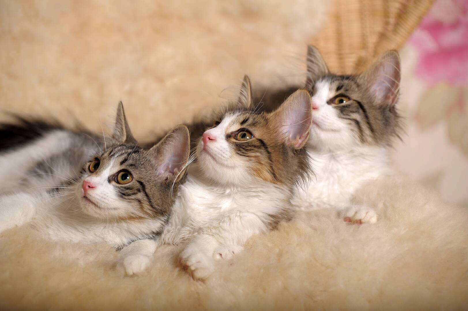 Kaysville Veterinary Hospital