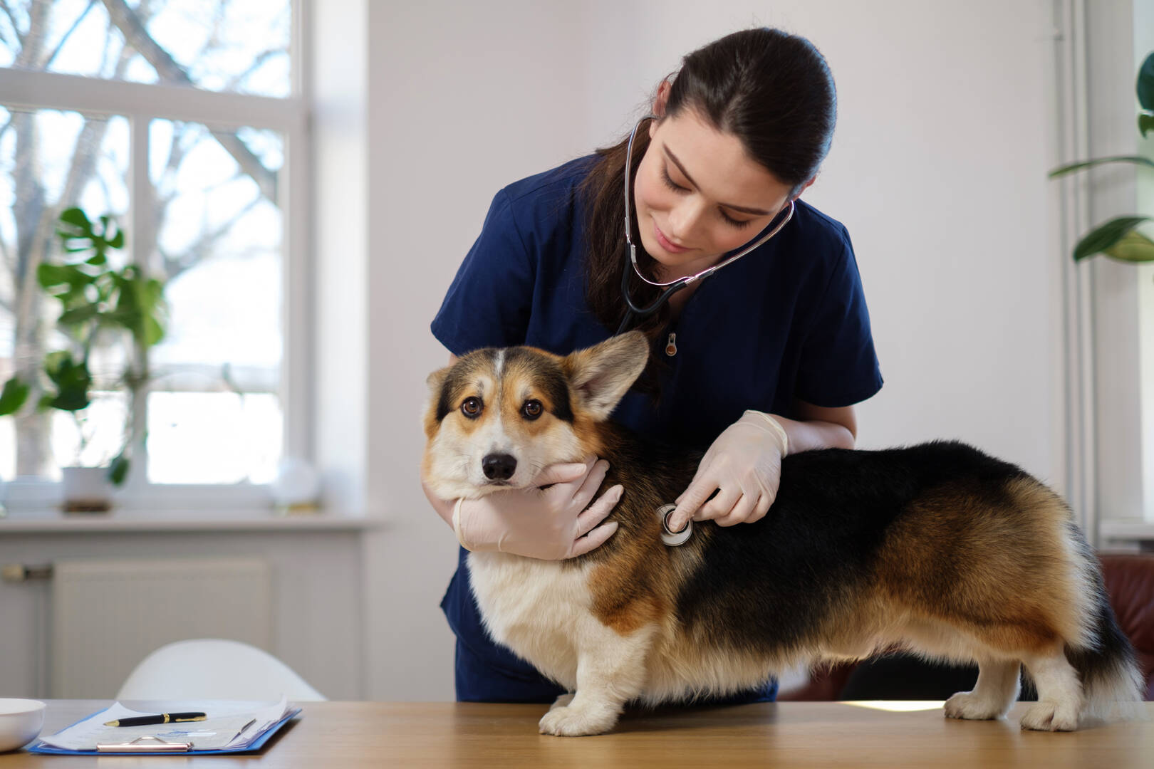 Alfoxton Dog Centre