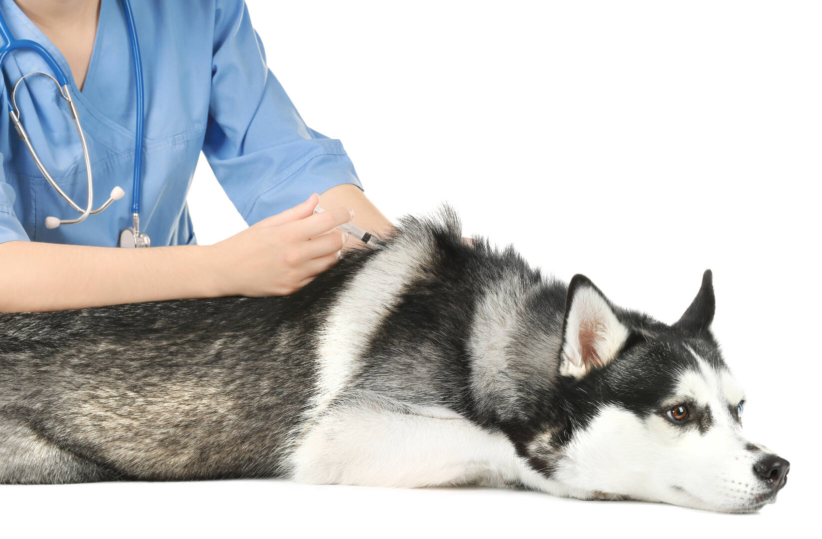 Angel Pet Hospital