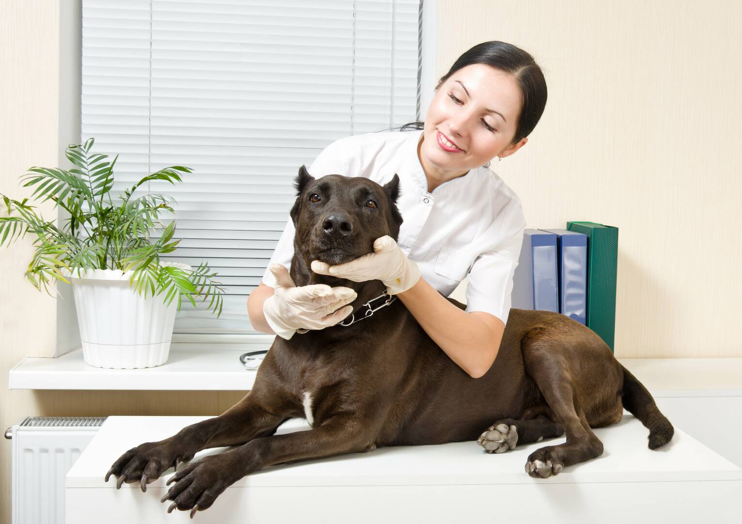 Homebush Boarding Kennels & Cattery
