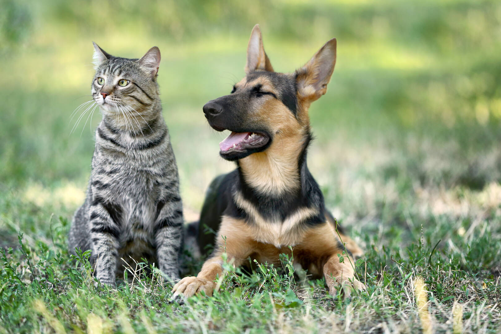 River West Animal Hospital