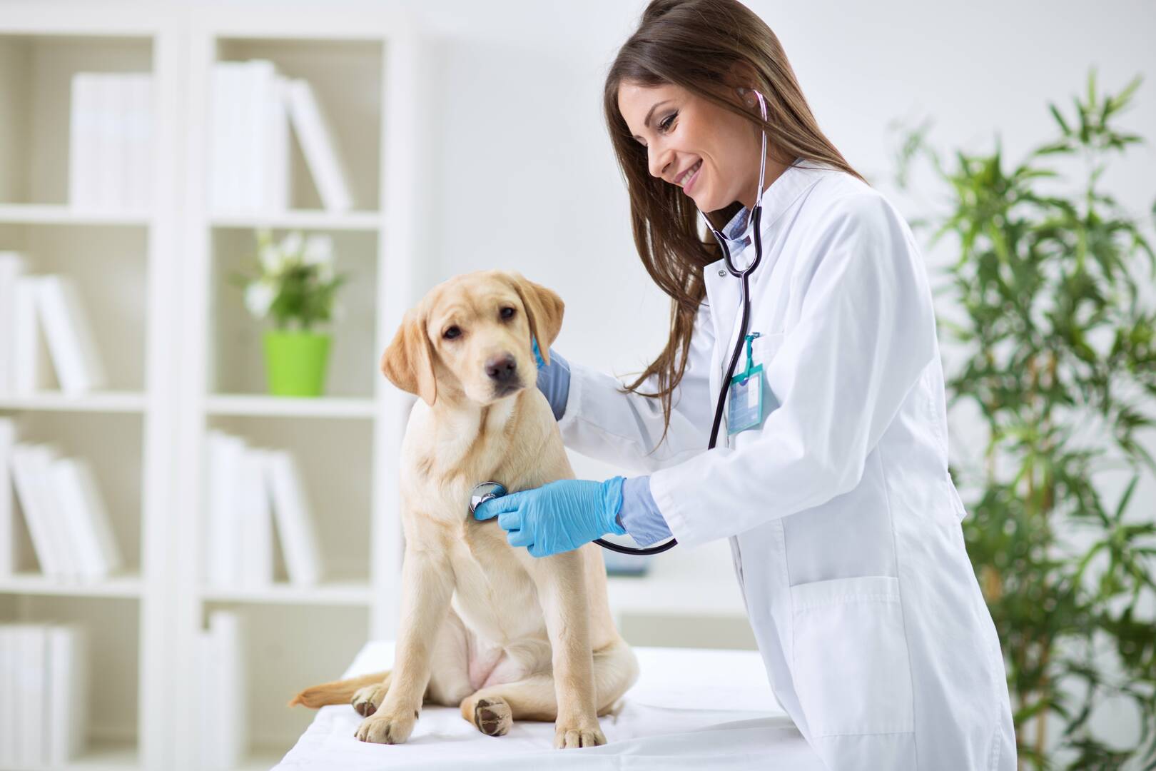 Baywood Animal Hospital