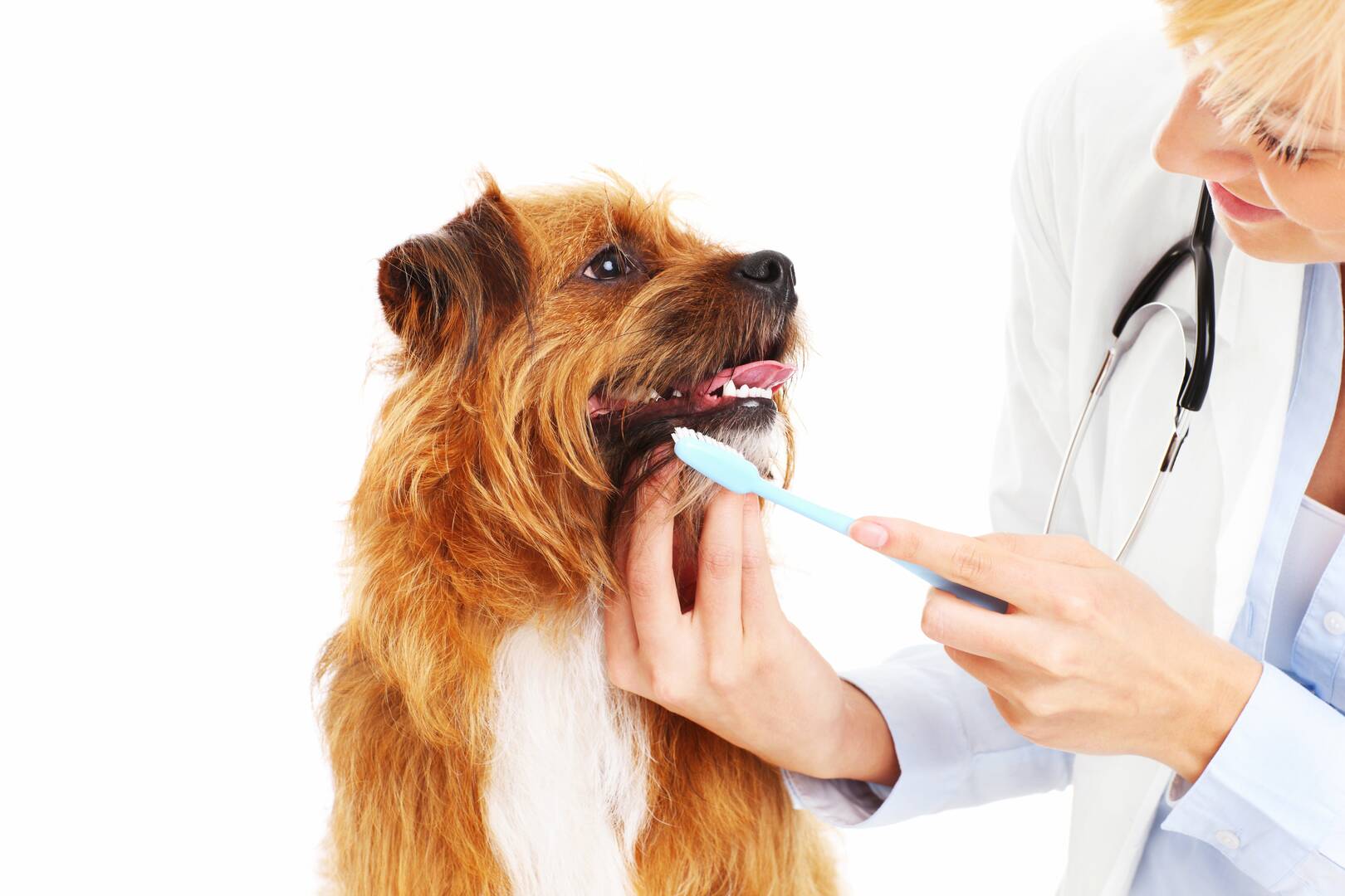 Noah's Brandywine Animal Hospital