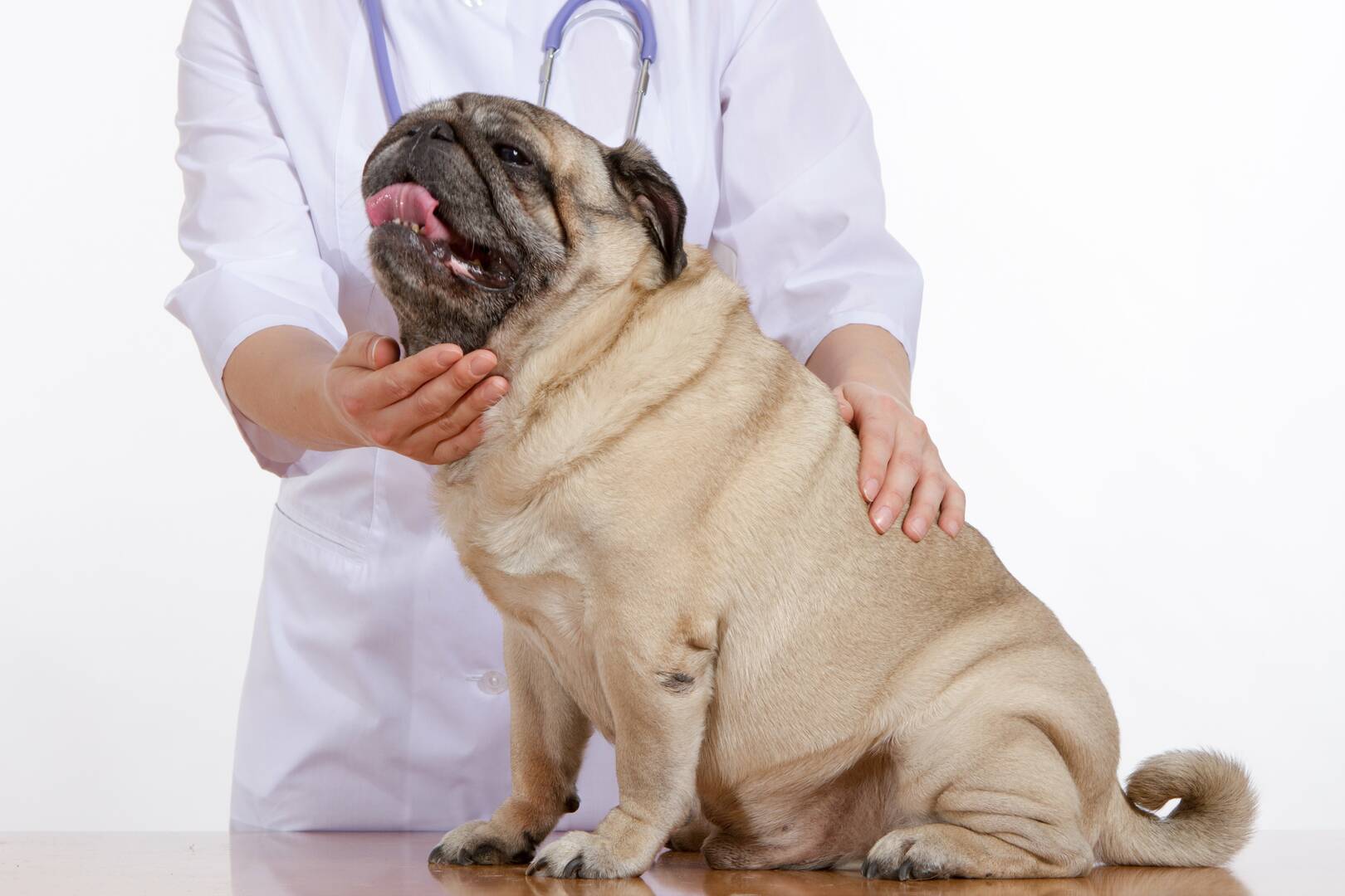 Florence Veterinary Hospital