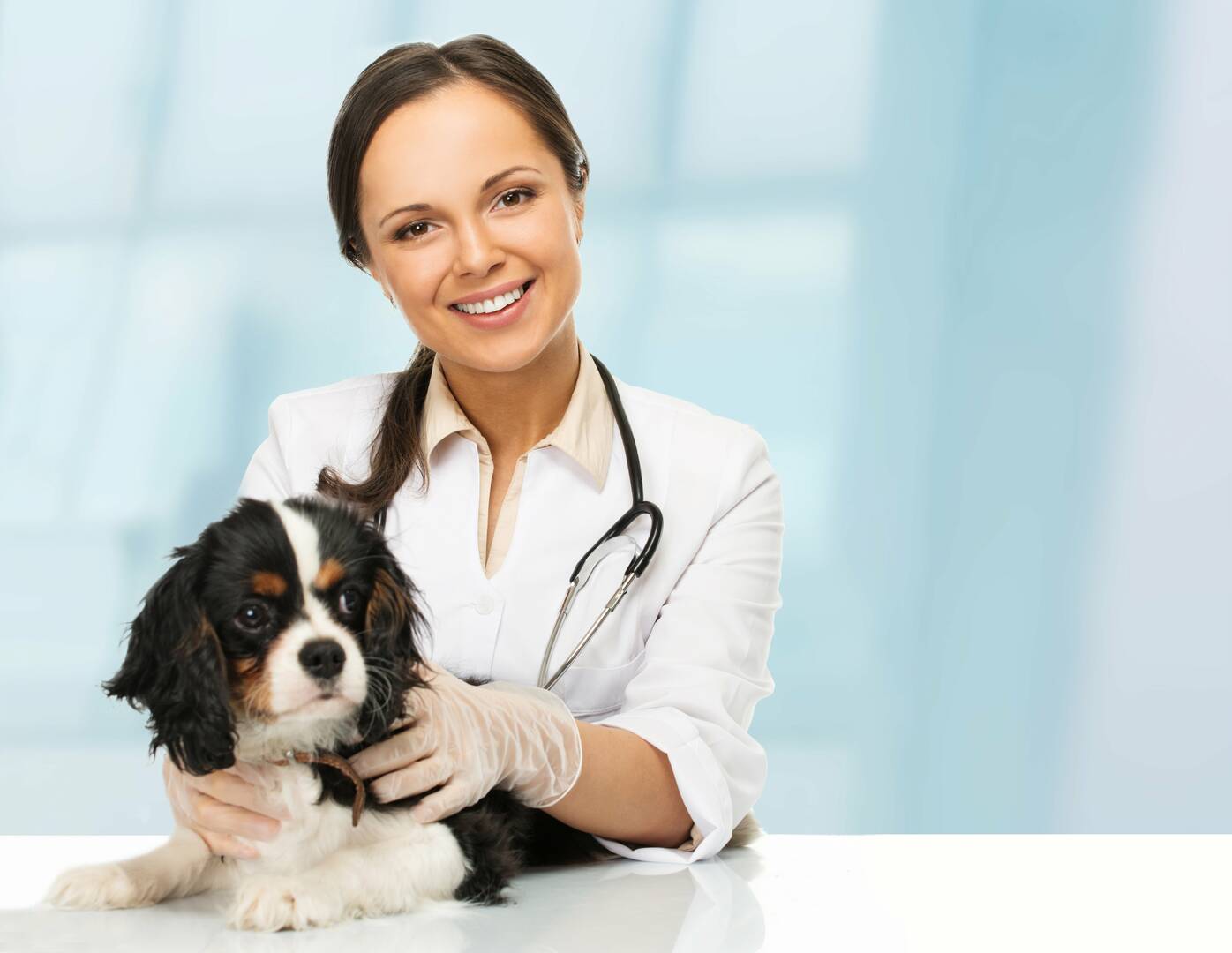 Clovis Veterinary Hospital P A