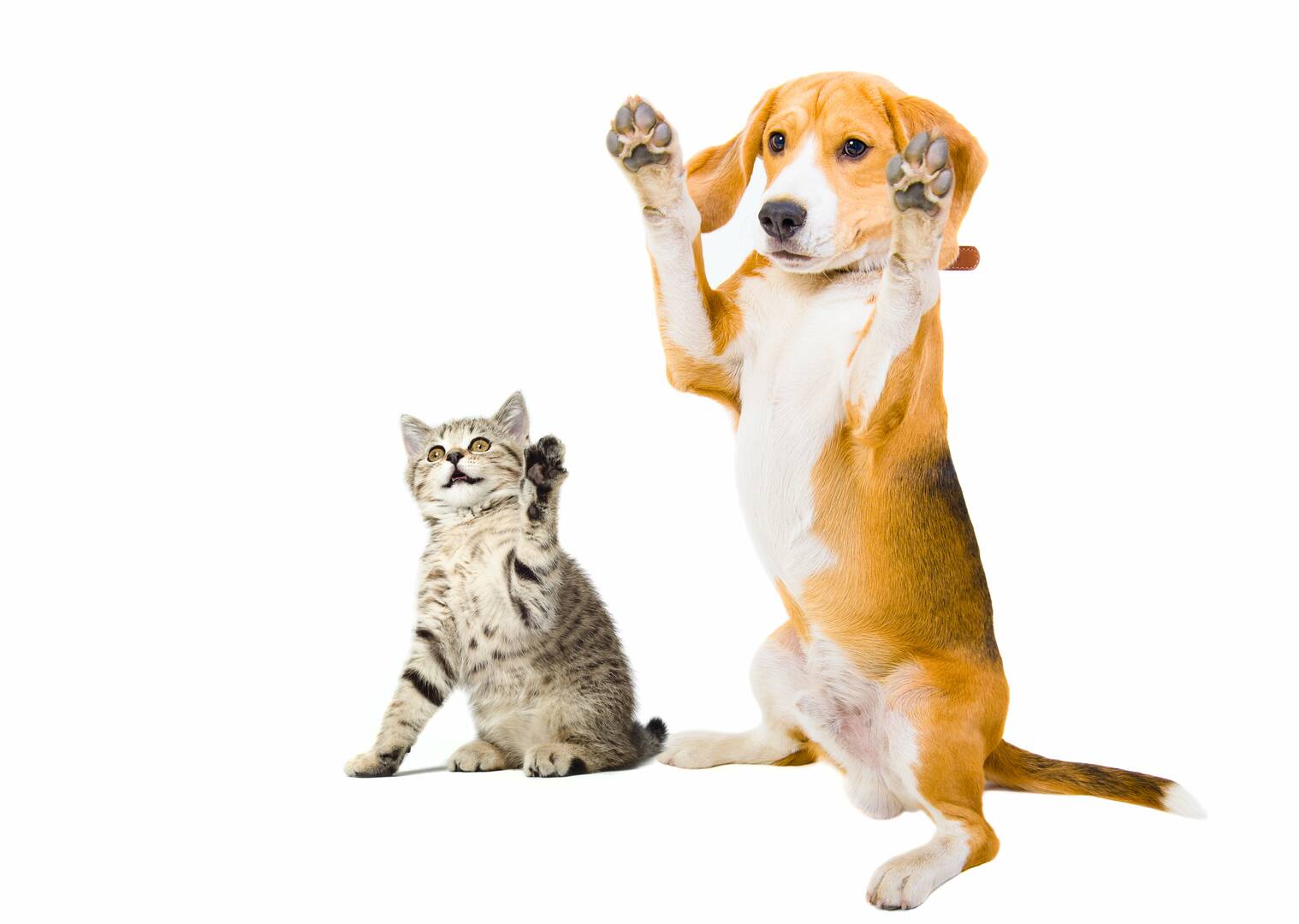 Indian Creek Veterinary Hospital